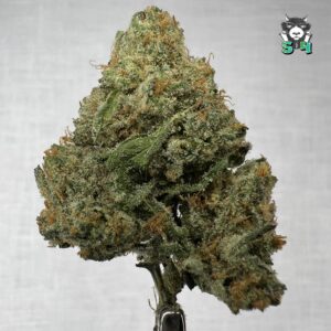 Chicken And Waffles - 82M3