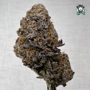 Nightmare Runtz - 95F2