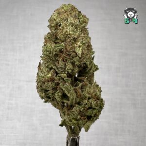 Sin City Runtz - 49K3