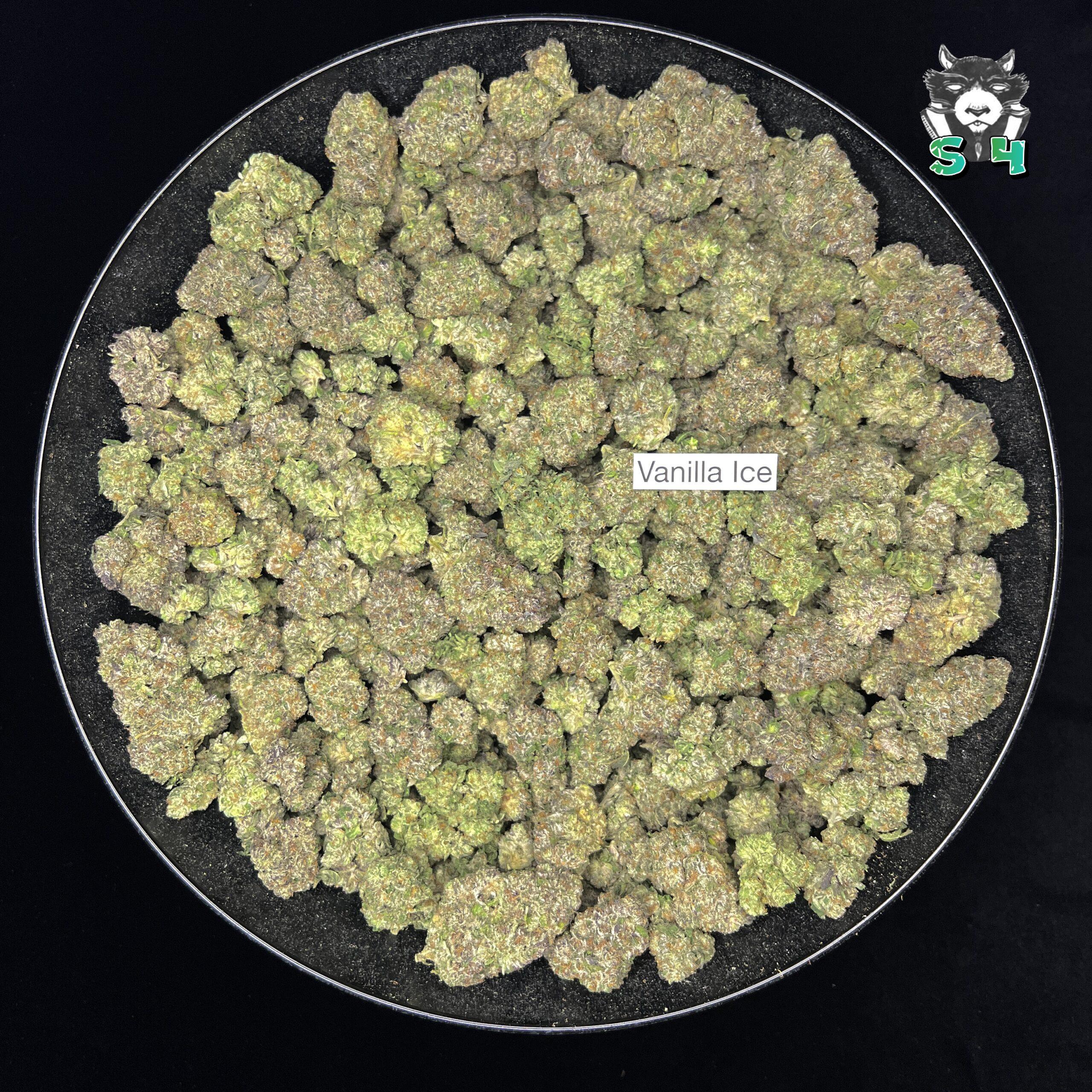 Vanilla Ice - 54L4 - Image 2