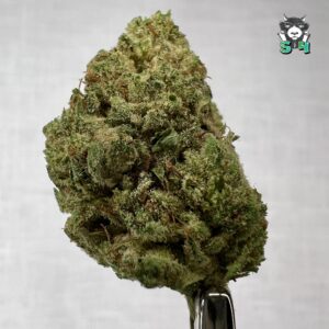 Gorilla Glue - 13M15