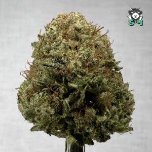 Gorilla Glue - 99S10