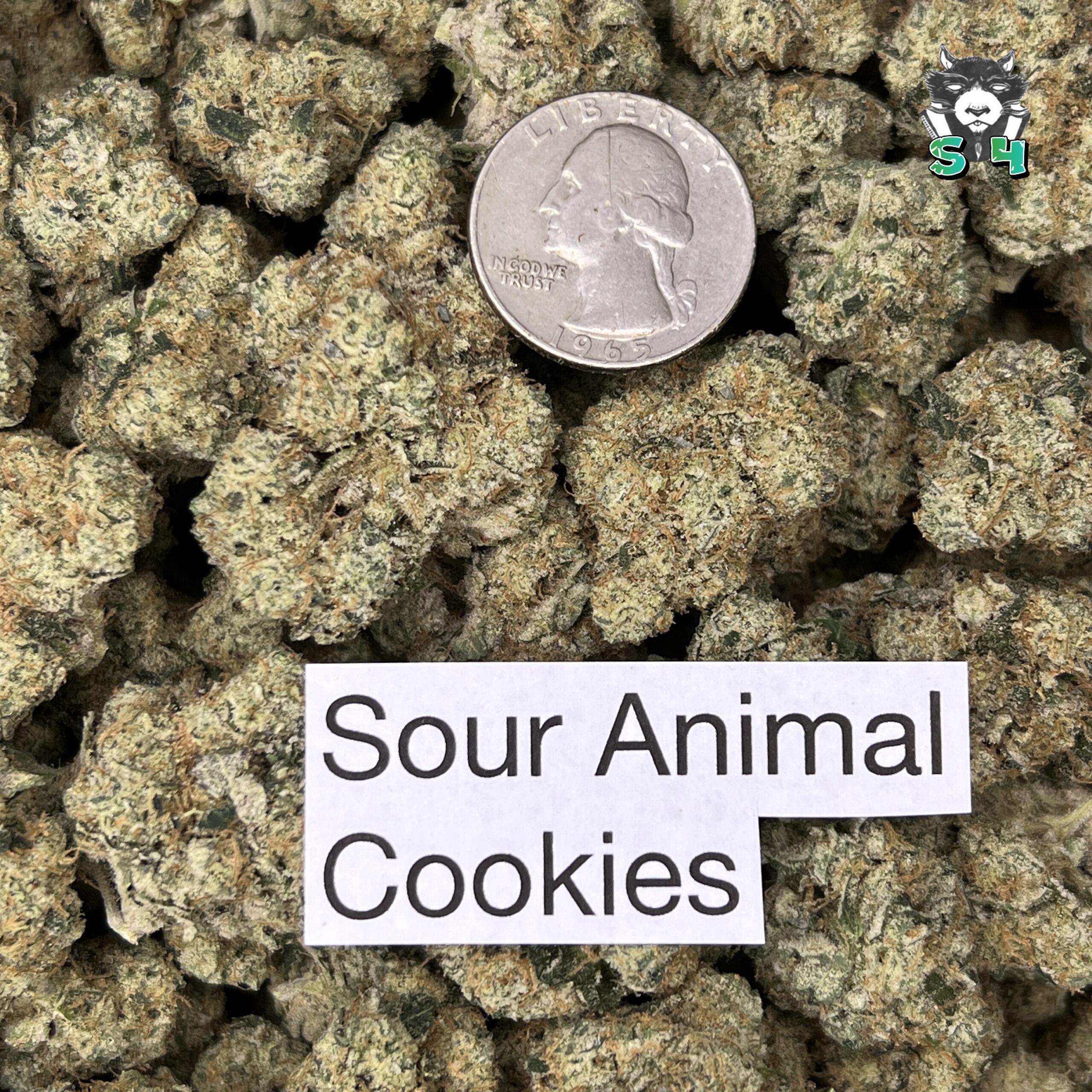 Sour Animal Cookies - 45C14 - Image 3