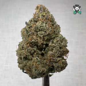 Lemon Cherry Gelato - 24G5