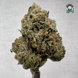 Pink Martini Runtz - 69D6