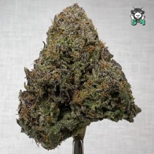 Lemon Cherry Gelato - 39J8