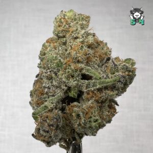 Apple Fritter - 72Q5