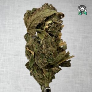 C’n Better Days - 24M9