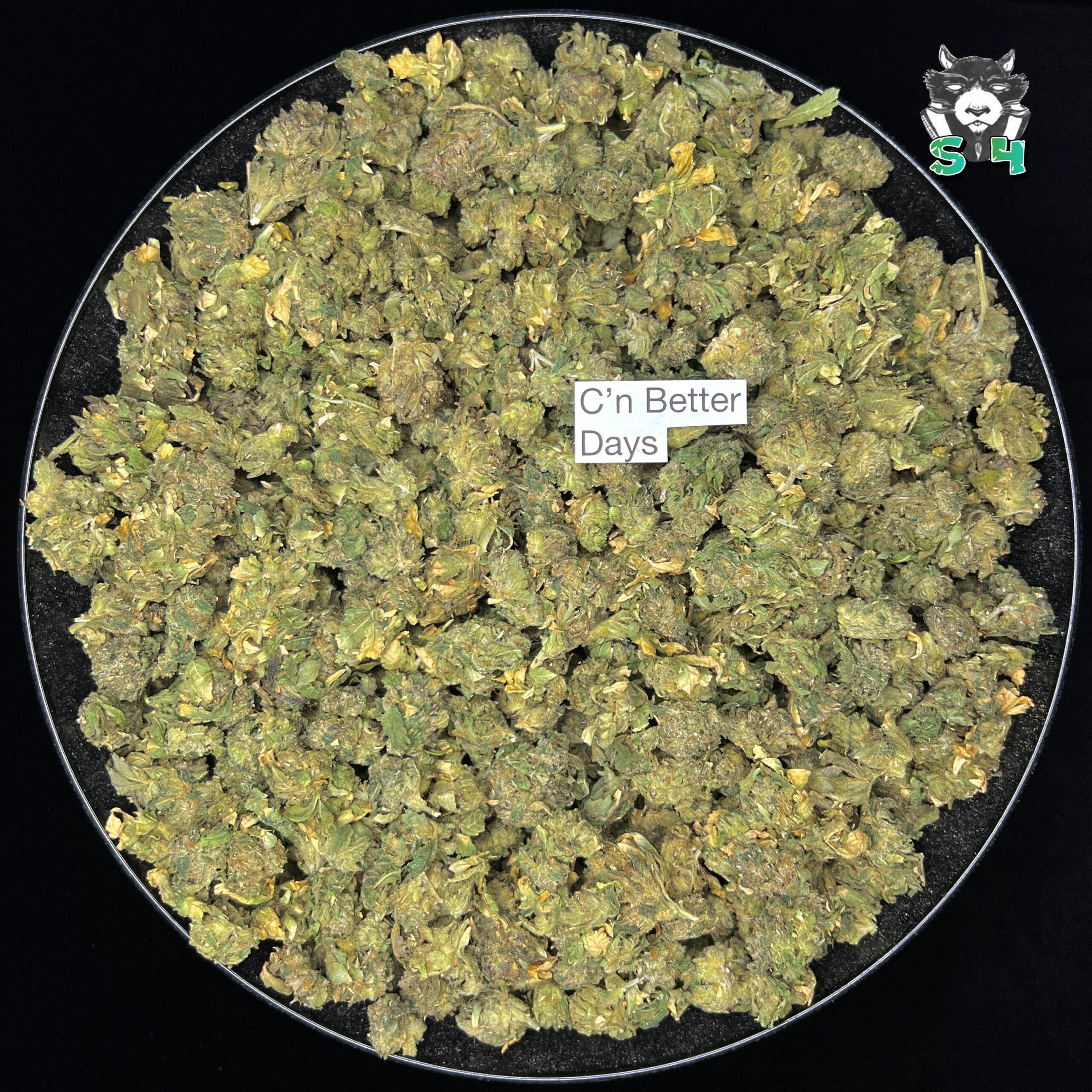 C’n Better Days - 24M9 - Image 2