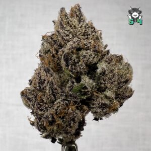 Candy Gelato - 97M17