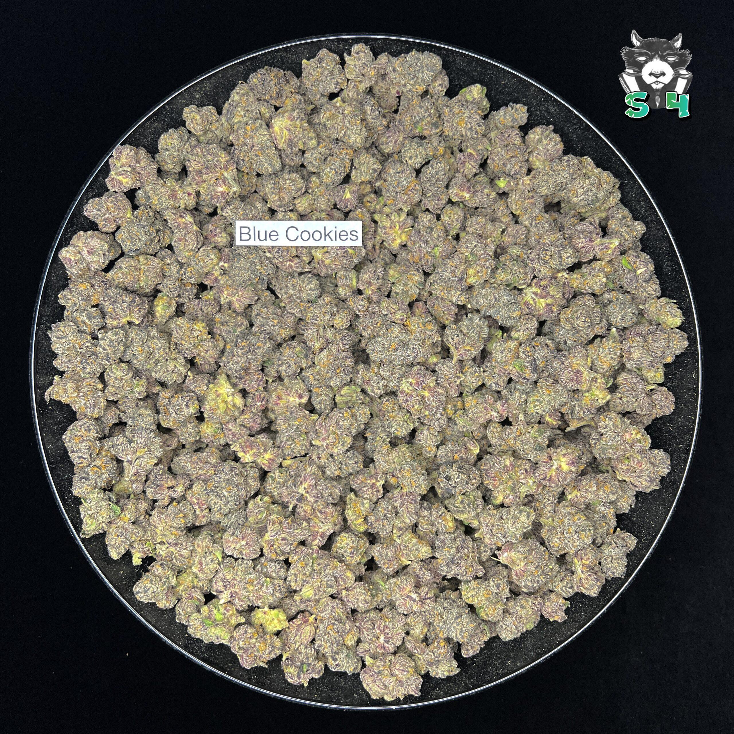 Blue Cookies - 26A4 - Image 2