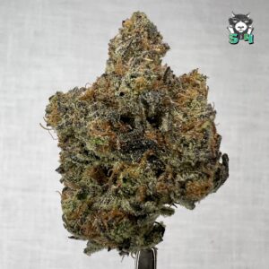 Amnesia Haze X Biker OG - 76B17