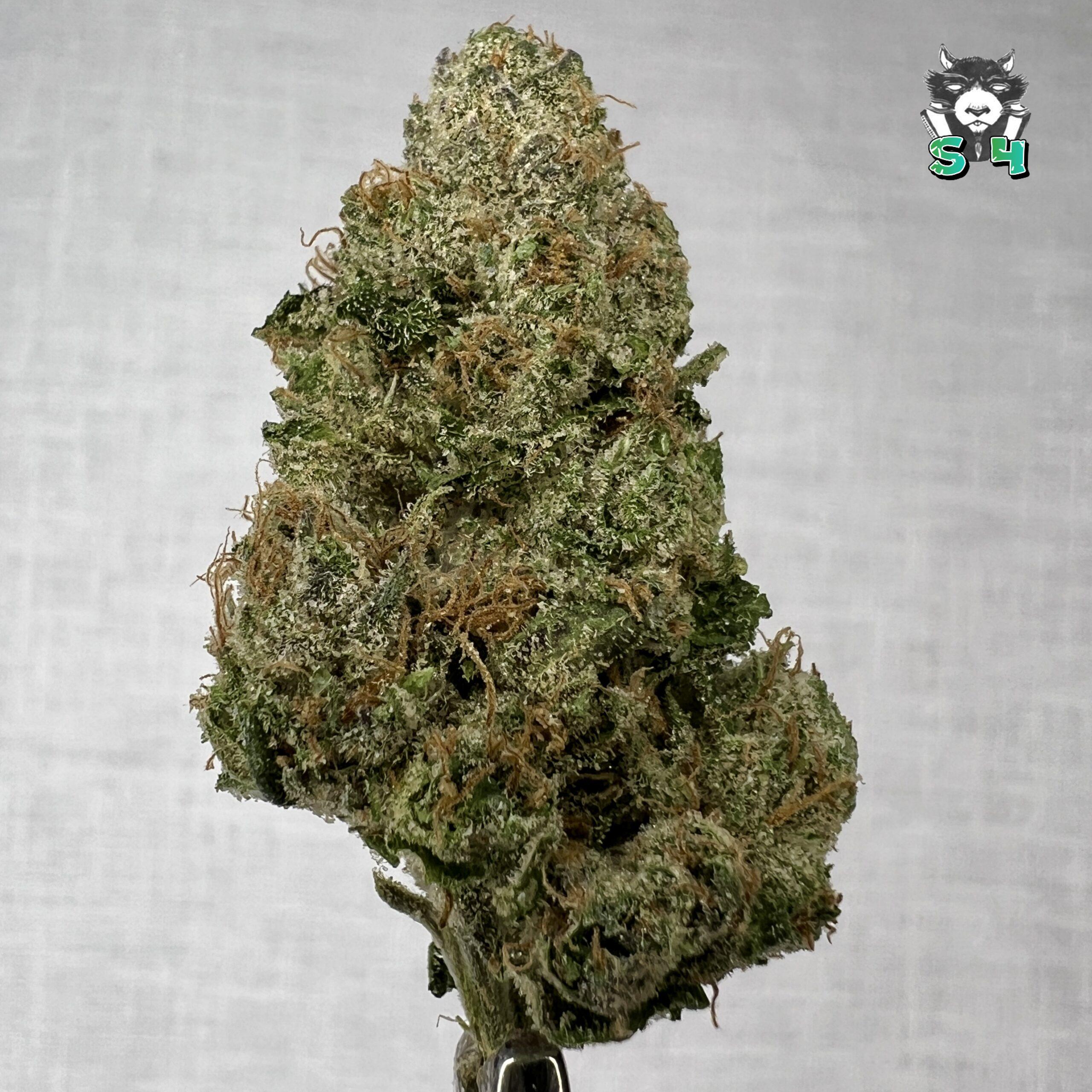 Bubble Gum Lemon Cherry Gelato - 71P7