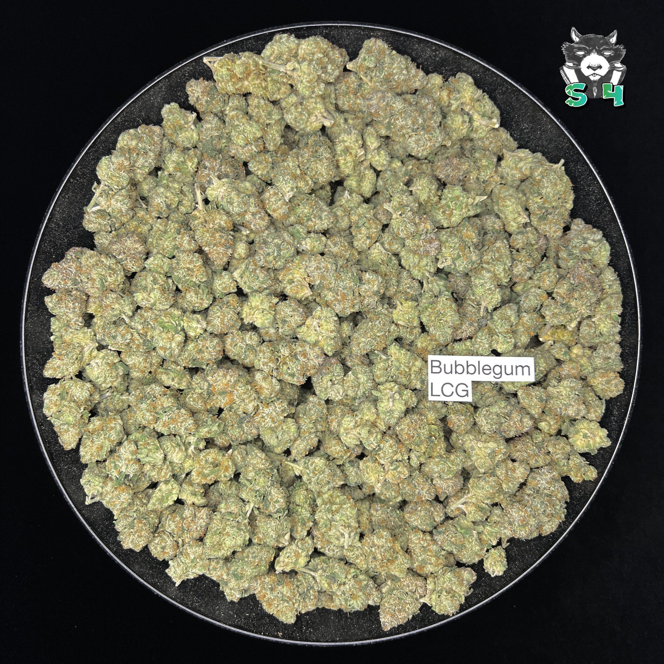 Bubble Gum Lemon Cherry Gelato - 71P7 - Image 2