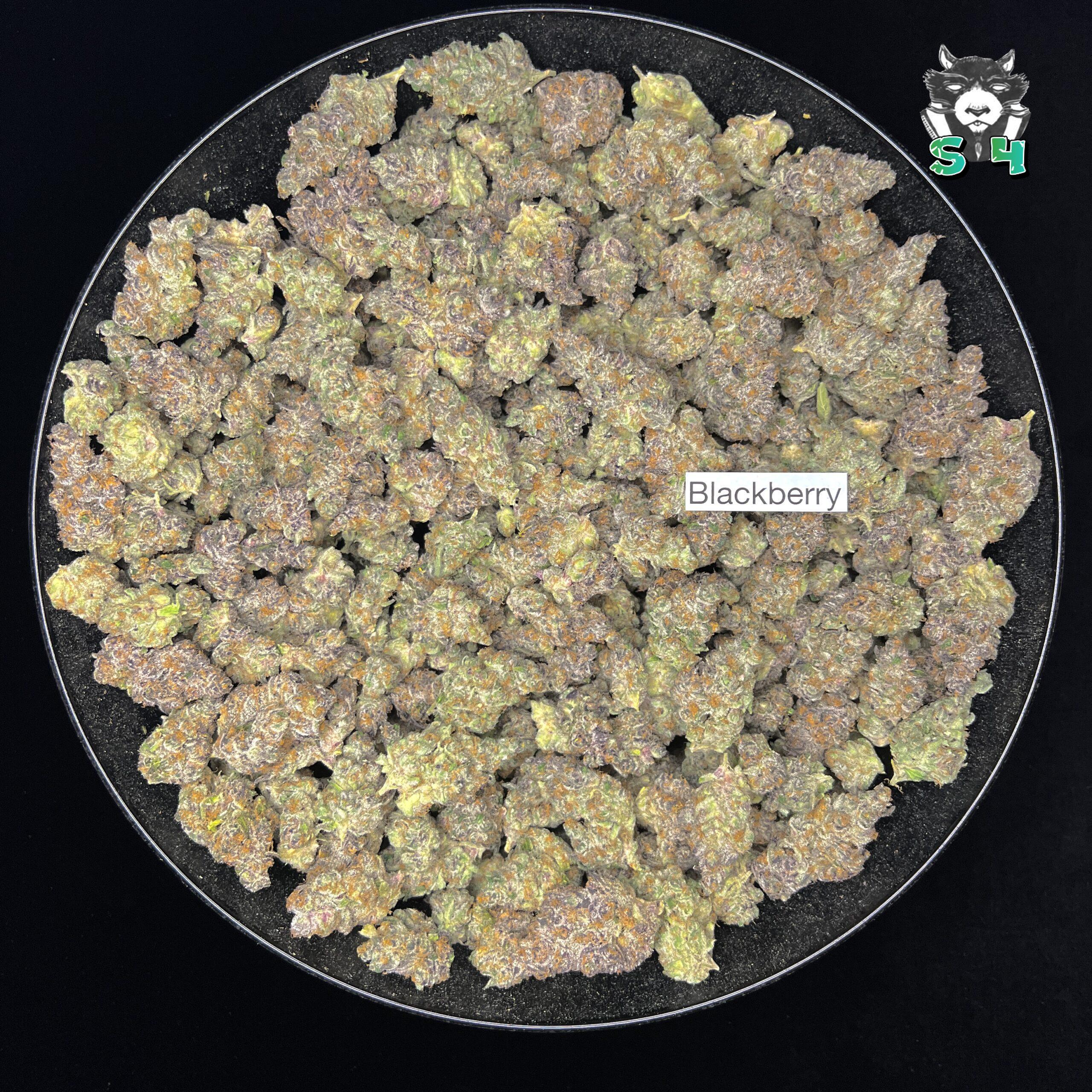 Blockberry - 16V4 - Image 2