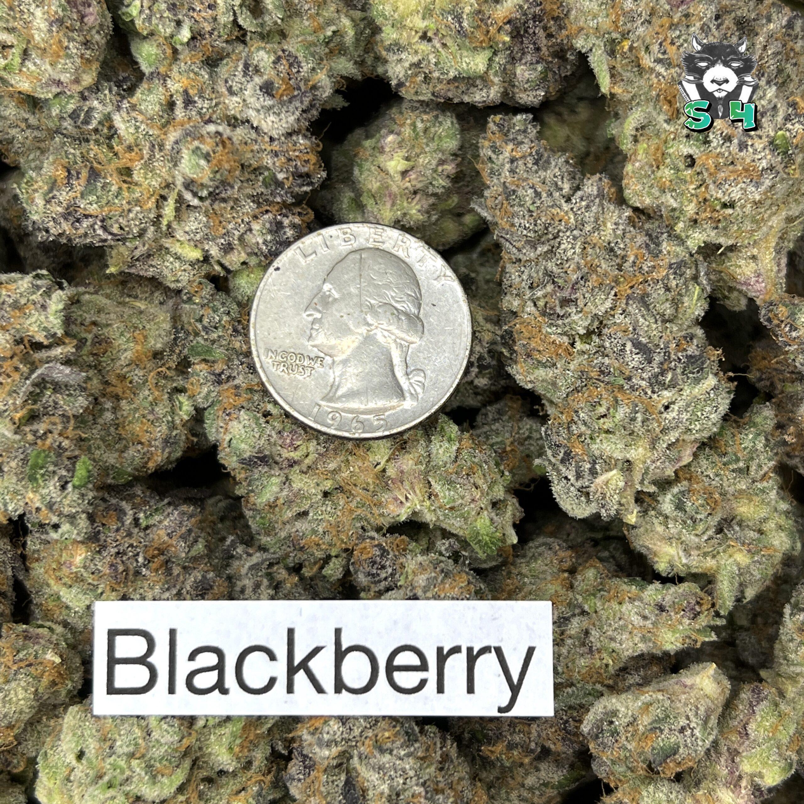 Blockberry - 16V4 - Image 3