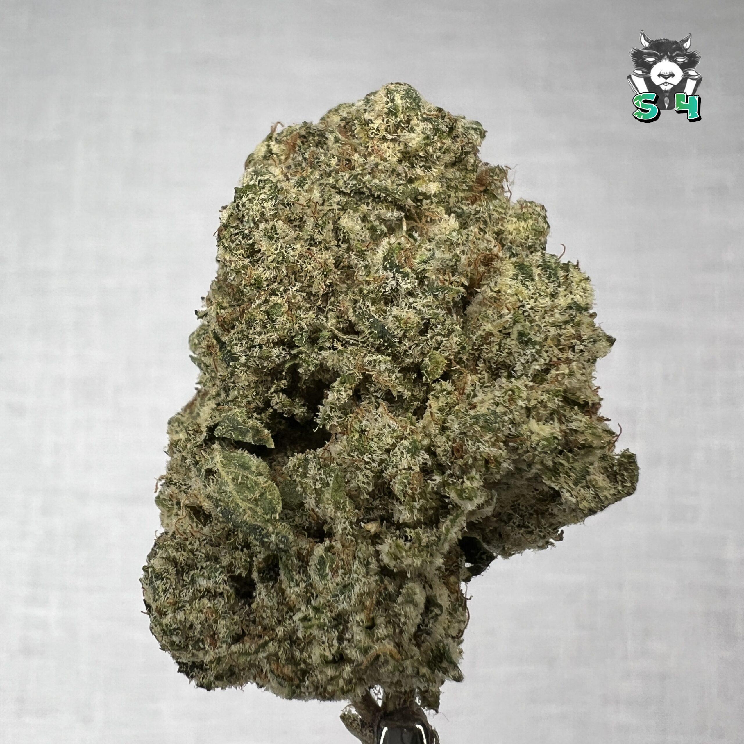 Blue Guava - 53Q9
