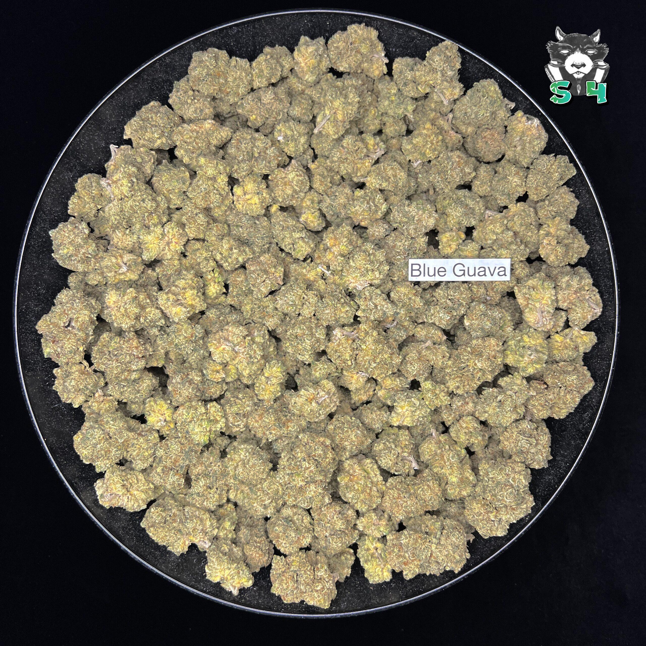 Blue Guava - 53Q9 - Image 2