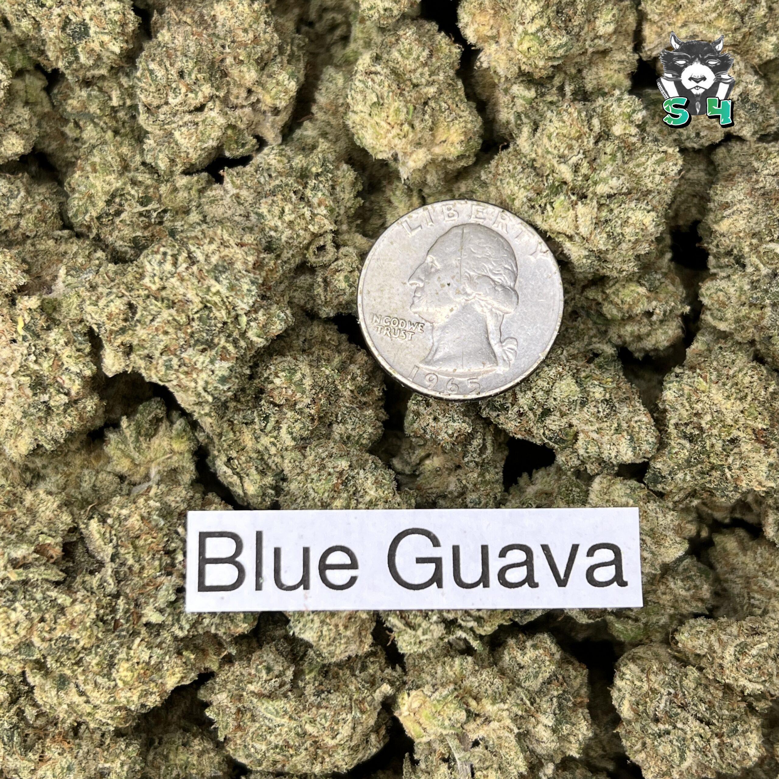 Blue Guava - 53Q9 - Image 3