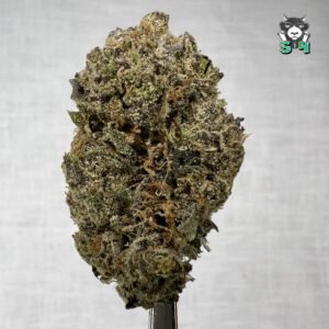 Black Piranha - 91W1