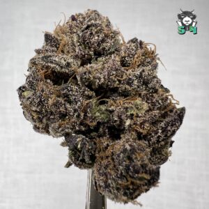 Sin City Runtz - 27K7