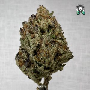 Glazed Peach Donut - 82K1