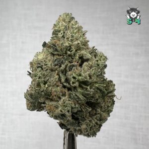 Sour Diesel - 81P4
