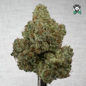 Mango Haze - 80S23
