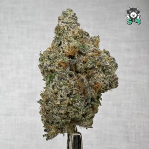 Apple Fritter - 21Q5