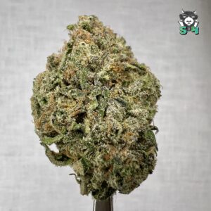 Elite Super Gumbo - 97G5