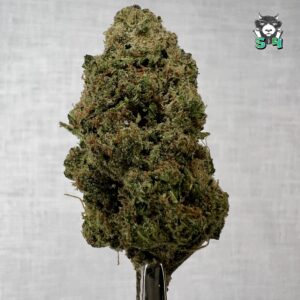 Chedder Cheese - 94M15