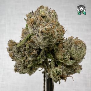 Sauced Out Gushers - 44S8