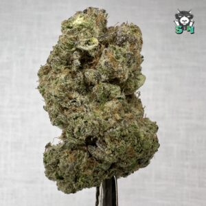 GovernMint Oasis - 79J7