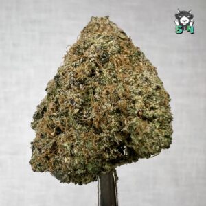 Lemon Cherry Gelato - 13A16