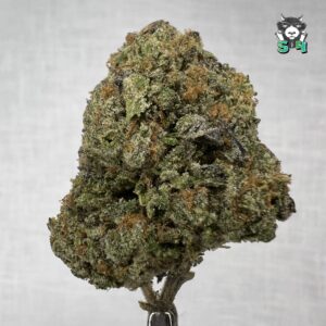 Grape Stomper - 23X2