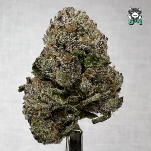 Nightmare Runtz - 69F2