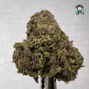 Black Cherry Punch - 23R2