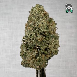 Black Cherry Gelato - 70R2