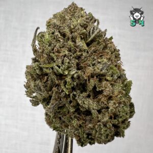 Blueberry Dream - 35T12