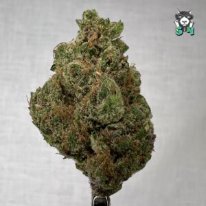 Tropical Cherry - 21J7