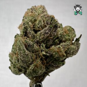 Lemon Cherry Sherb - 91M15