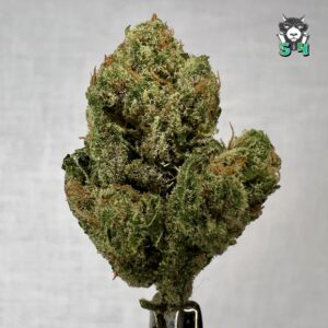 Cherry Dosido - 64J7