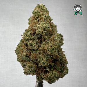 Dutch Haze - 91M9