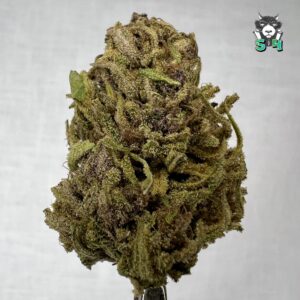 Maracuya - 46T23