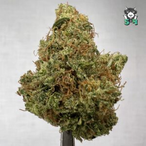 Dutch Treat - 27J12