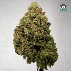 BlockBerry - 79P1