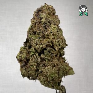 GovernMint Oasis - 26G1