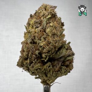 Gelatos - 84G1