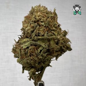 Bubble Gum Gelato - 18R1