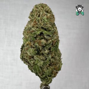 WarHeads - 81M15